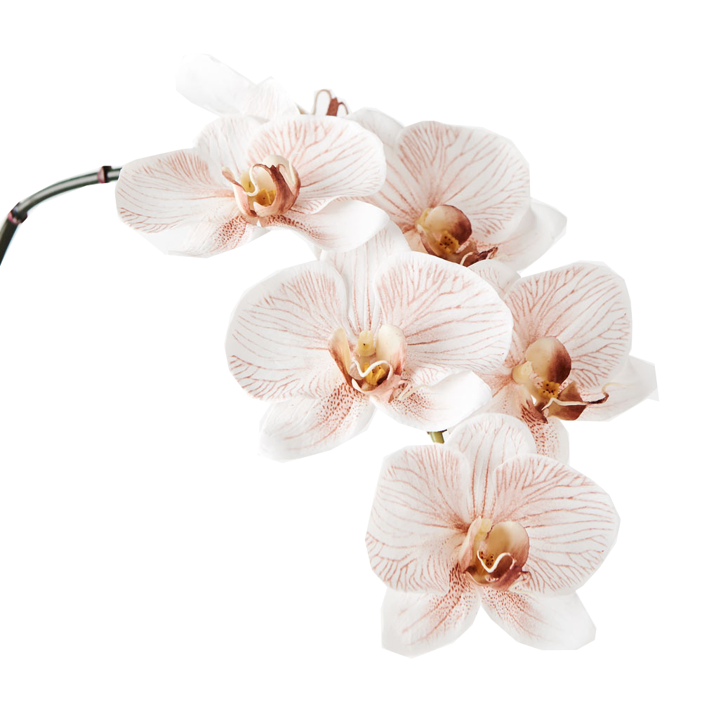 Orchid Phalaenopsis Latte fake faux plant