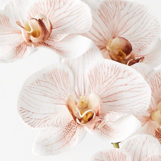Orchid Phalaenopsis Latte fake faux plant