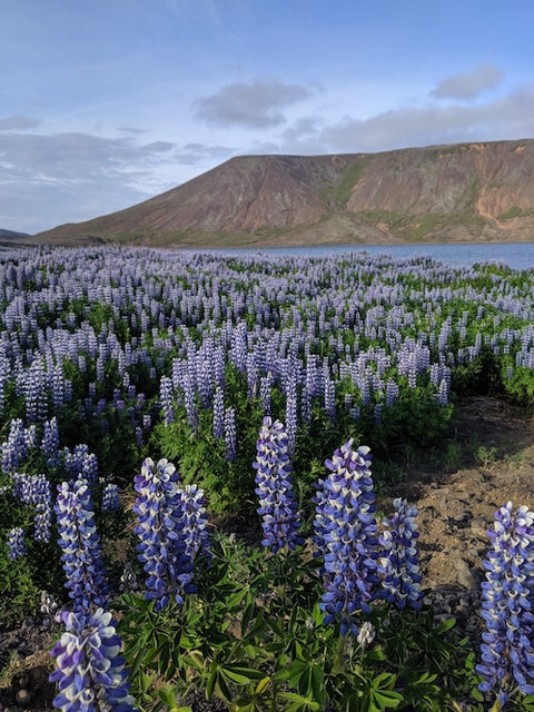 Frey Travel Guide Iceland