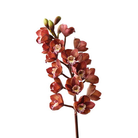 Orchid Cymbidium - Maroon