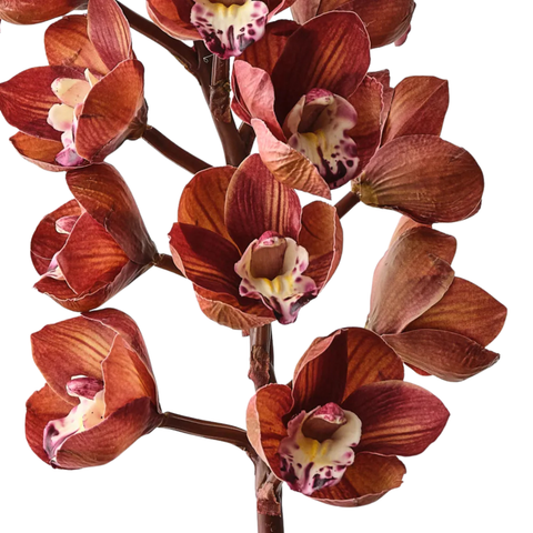 Orchid Cymbidium - Maroon
