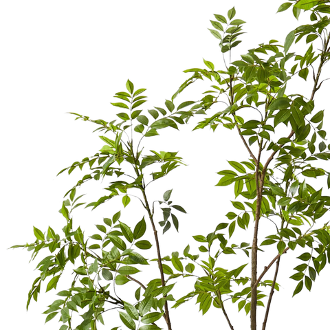 Japanese Lacquer Tree