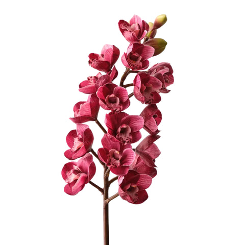 Orchid Cymbidium - Fuchsia