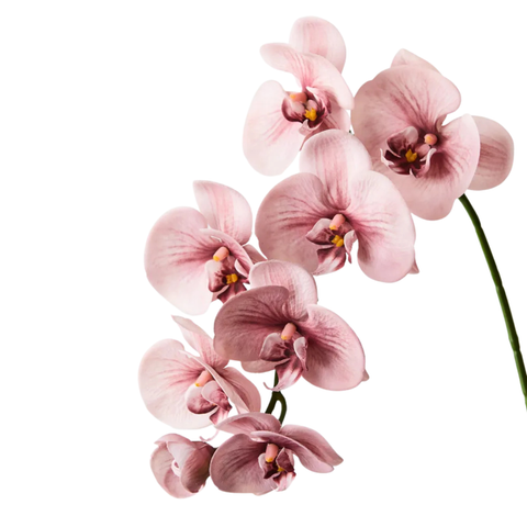 Orchid - Dusty Pink