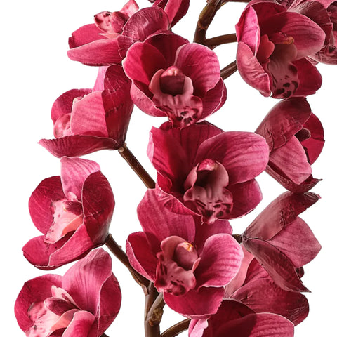 Orchid Cymbidium - Fuchsia