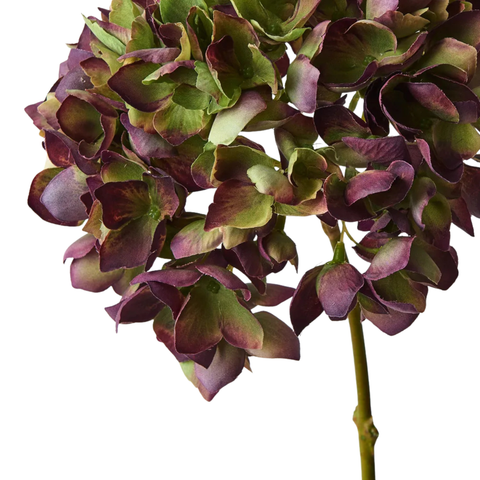 Hydrangea - Burgundy Green