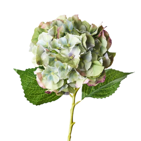 Hydrangea - Green Burgundy