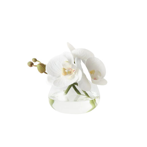Orchid Phalaenopsis in Vase