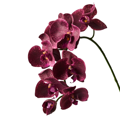 Orchid - Burgundy