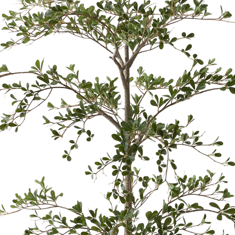 Black Olive Tree