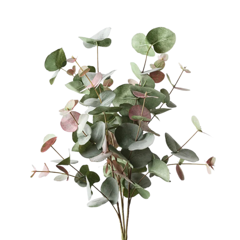 Eucalyptus Silver Dollar Bush
