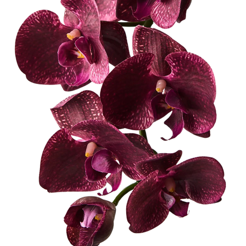 Orchid - Burgundy