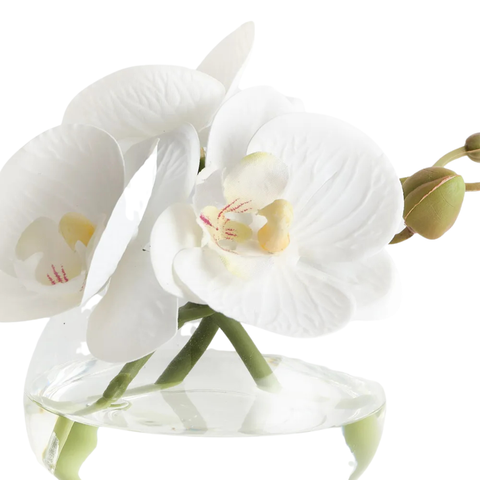Orchid Phalaenopsis in Vase