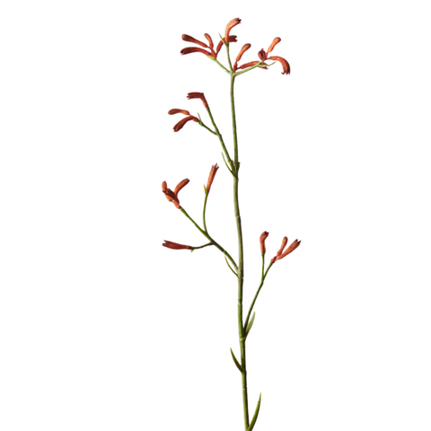 Kangaroo Paw