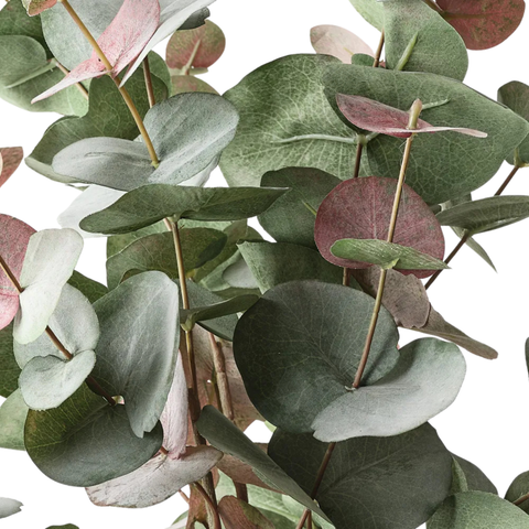 Eucalyptus Silver Dollar Bush