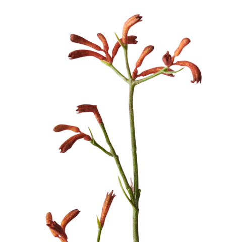 Kangaroo Paw