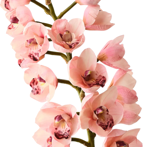 Orchid Cymbidium - Light Pink
