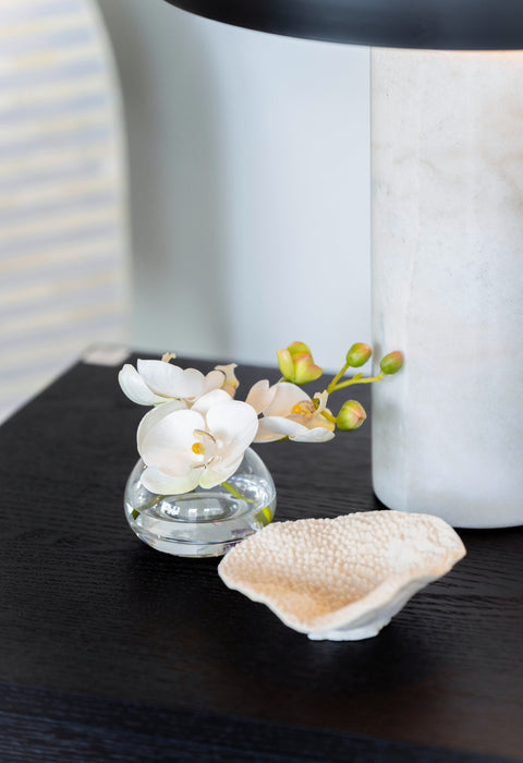 Orchid Phalaenopsis in Vase
