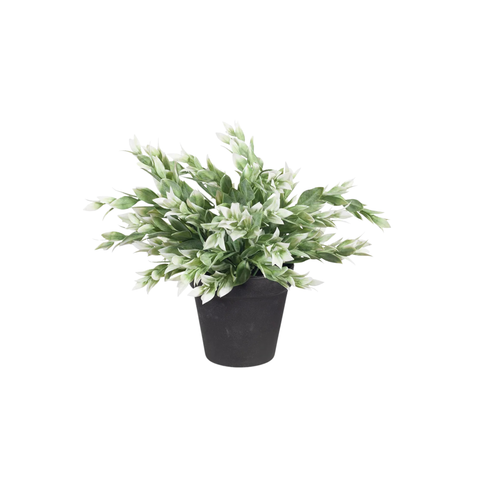 Ruscus in Pot