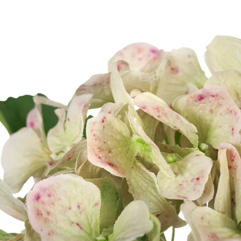 Hydrangea - Light Green