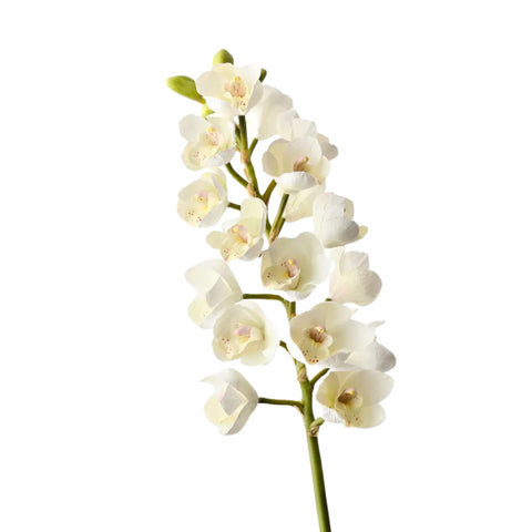 Orchid Cymbidium - White