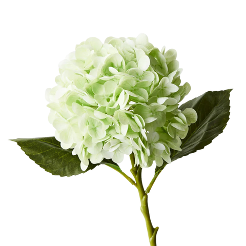 Hydrangea - Green