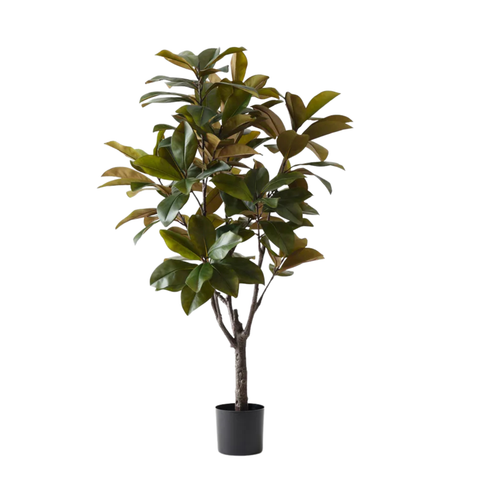 rubber tree png Rubber Tree – Frey︒