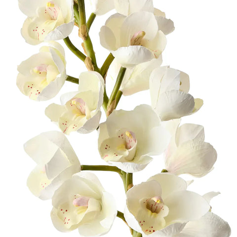 Orchid Cymbidium - White