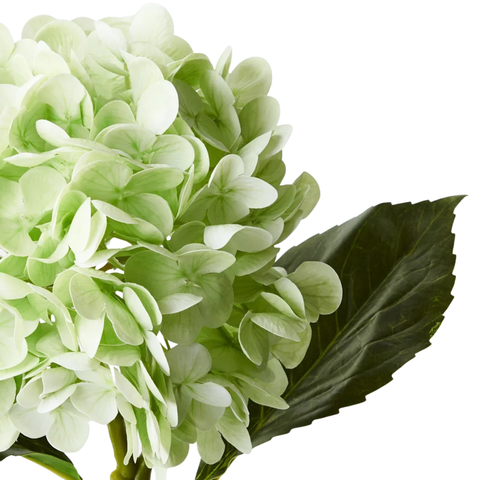 Hydrangea - Green