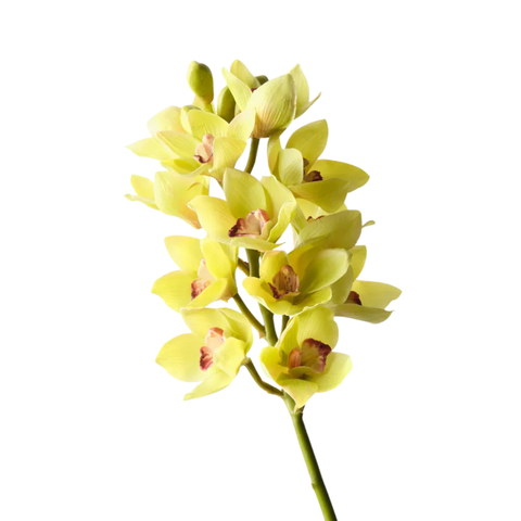 Orchid Cymbidium - Green
