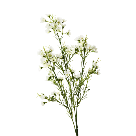 Wax Flower