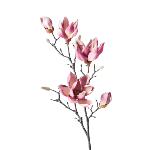 Magnolia Japanese Spray - Plum