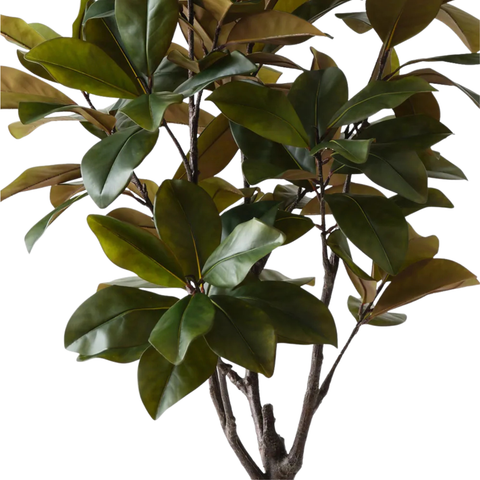 Rubber Tree