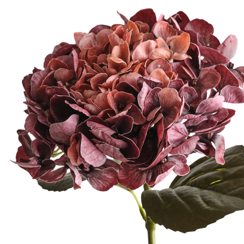 Hydrangea - Burgundy Rust