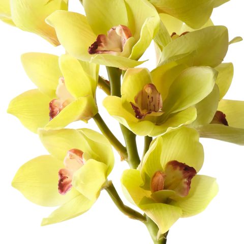 Orchid Cymbidium - Green