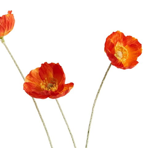 Poppy Spray - Burnt Orange