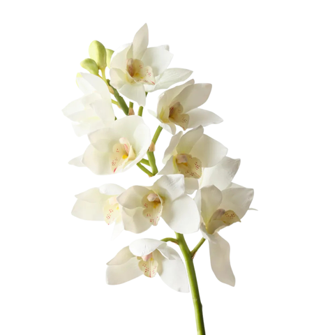 Orchid Cymbidium - White