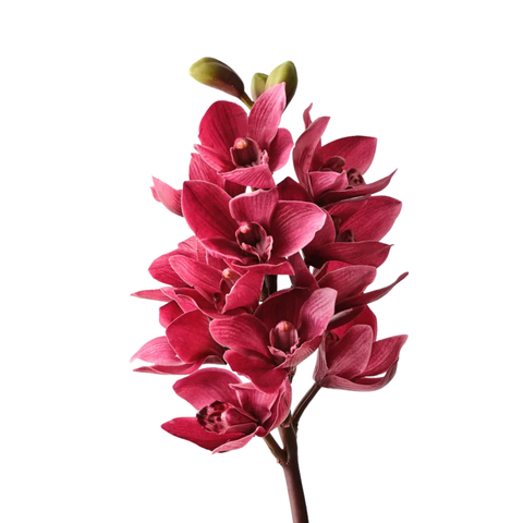 Orchid Cymbidium - Fuchsia