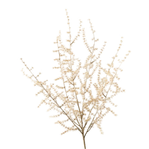 Asparagus Fern