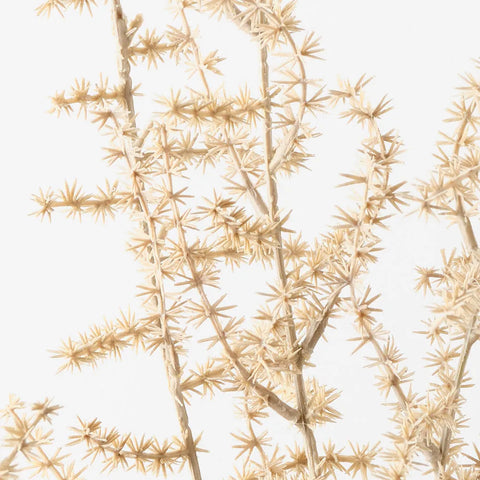 Asparagus Fern