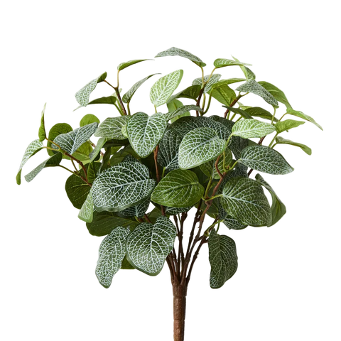 Fittonia Stem