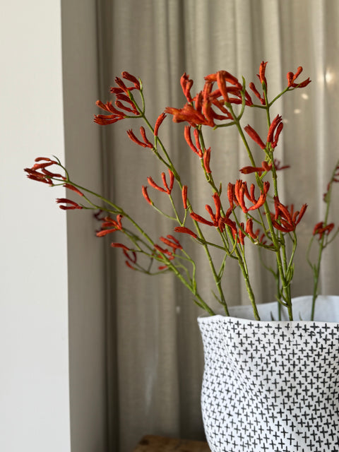 Kangaroo Paw