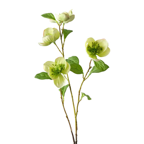 Hellebore Spray