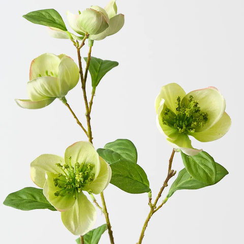 Hellebore Spray