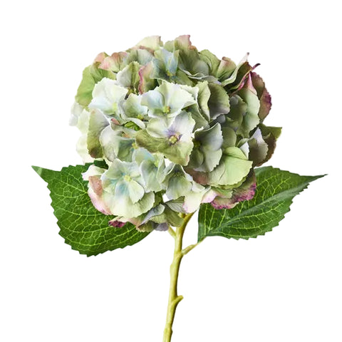 Hydrangea - Green Burgundy
