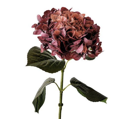 Hydrangea - Burgundy Rust