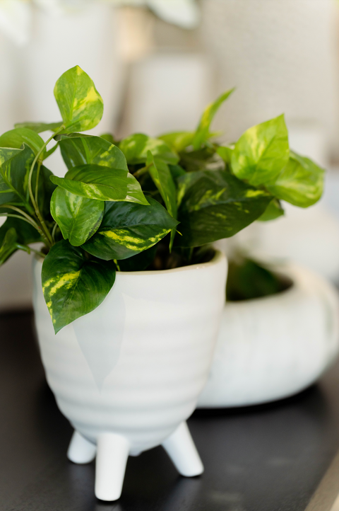 Pothos in Pot