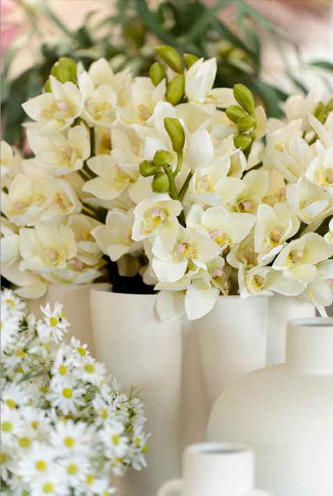 Orchid Cymbidium - White
