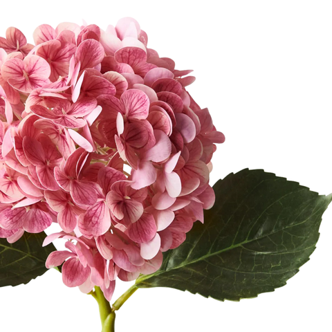 Hydrangea - Pink Mauve