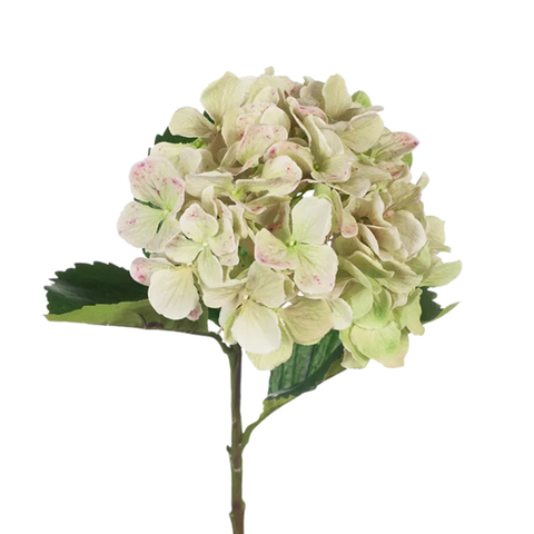 Hydrangea - Light Green